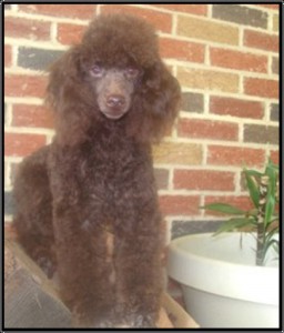 Chocolate poodle best sale for sale