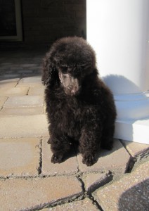 poodle for sale