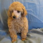 Sold Puppies - Homestead Poodles