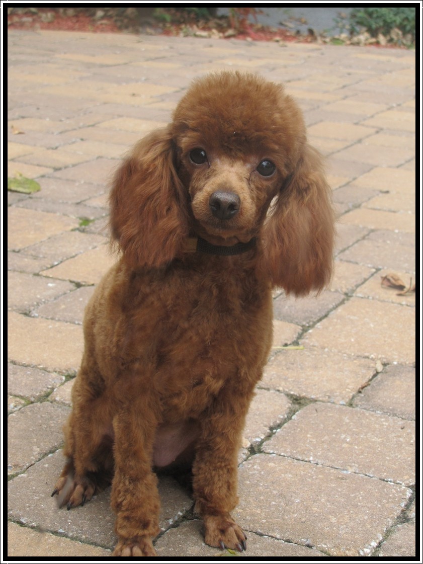 Red Poodles Homestead