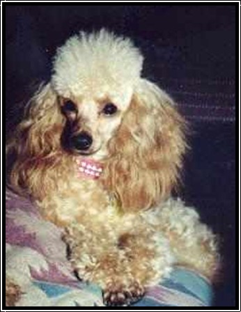 Apricot poodle price best sale